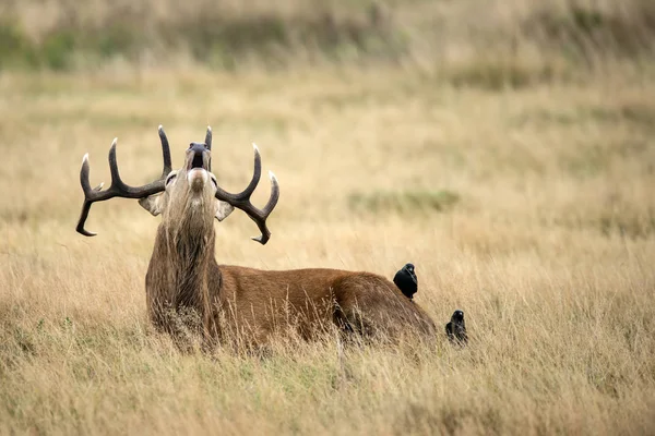 Sutning portrait of red deer stag Cervus Elaphus in Autumn Fall — Stock Photo, Image