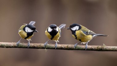 Beautiul Great Tit bird Parus Major on branch in Spring sunshine in garden