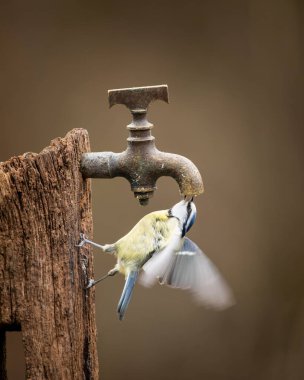 Beautiful image of Blue Tit bird Cyanistes Caeruleus on wooden post with rusty water tap in Spring sunshine and rain in garden