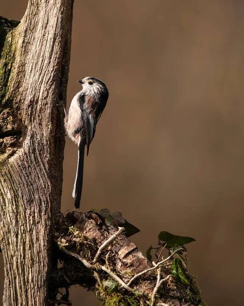 Beautiful Image Long Tailed Tit Bird Aegithalos Caudatus Branch Spring — Stock fotografie