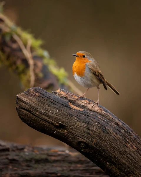 Robin Red Göğüs Kuşu Erithacus Rubecula Nın Güzel Görüntüsü Bahar — Stok fotoğraf