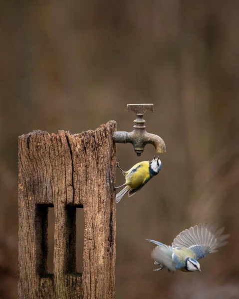 Beautiful Image Blue Tit Bird Cyanistes Caeruleus Wooden Post Rusty — Stock Fotó