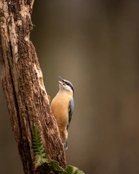 木の枝に春の日差しの中で美しいヌサッチの庭の鳥 Sitta Europeae — ストック写真