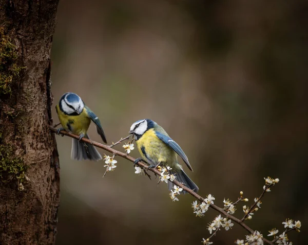 Beautiful Image Blue Tit Bird Cyanistes Caeruleus Branich Spring Sunshine — 스톡 사진