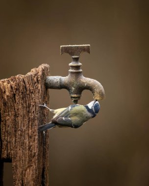 Beautiful image of Blue Tit bird Cyanistes Caeruleus on wooden post with rusty water tap in Spring sunshine and rain in garden