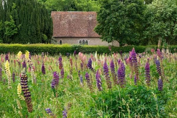 Hermosa Pradera Verano Vibrantes Flores Altramuz Jardín Campo Inglés — Foto de Stock