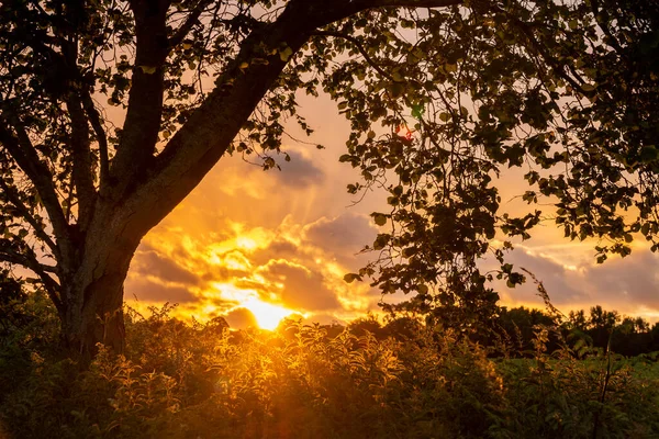 Ohromující Barevné Pulzující Letní Západ Slunce Pohled Přes Siluetu Stromu — Stock fotografie