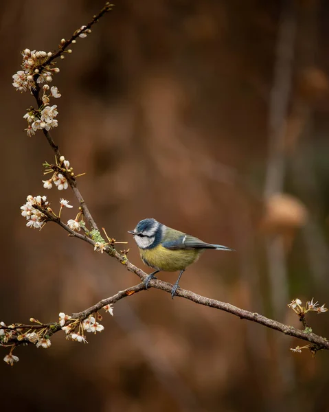 Beautiful Image Blue Tit Bird Cyanistes Caeruleus Branich Spring Sunshine — 스톡 사진