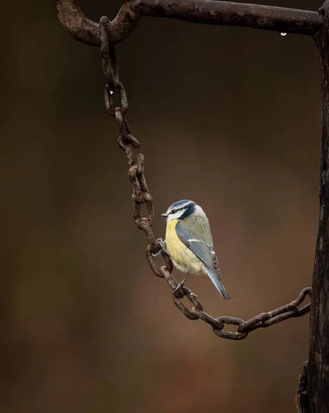 Beautiful Image Blue Tit Bird Cyanistes Caeruleus Rusty Chain Spring — Stockfoto