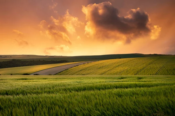 Hermosa Imagen Lnadsape Campo Cultivo Cebada Atardecer Campo Inglés —  Fotos de Stock