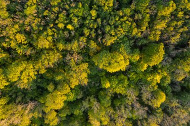 Sersemletici drone manzara görüntüsü yemyeşil yaz İngiliz kırsalında öğleden sonra ışığı altında