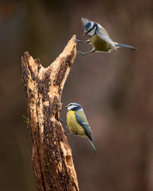 Beautiful image of Blue Tit bird Cyanistes Caeruleus on branich in Spring sunshine and rain in garden
