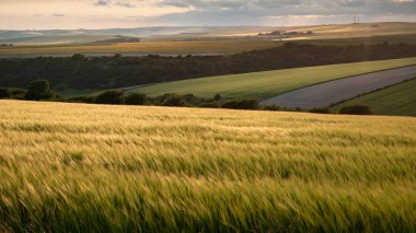İngiliz kırsalında gün batımında arpa tarlasının güzel görüntüsü 