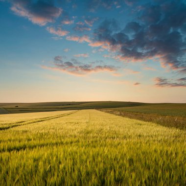 Güzel yaz akşamüstü ışığı İngiliz kırsalındaki yuvarlanan tepelerin üzerinde canlı ve sıcak bir ışıkla.