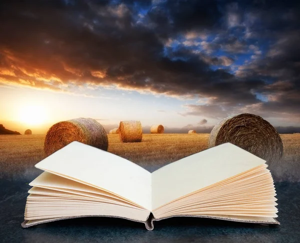 Concetto Composito Digitale Immagine Crescita Libro Aperto Bel Tramonto Ora — Foto Stock