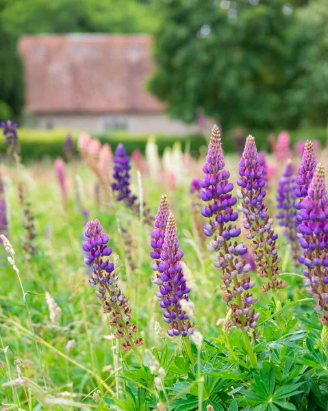 Schöne Sommerwiese Mit Lebendigen Lupinenblüten Englischen Landhausgarten Mit Flacher Tiefenschärfentechnik — Stockfoto