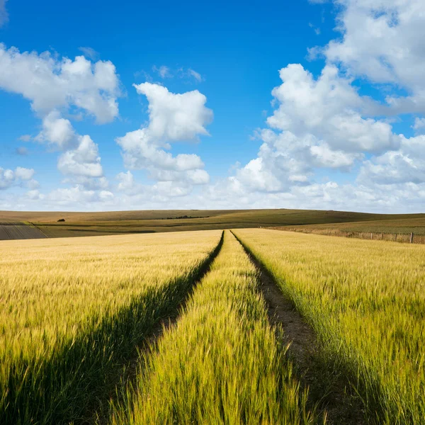 Hermosa Tarde Verano Luz Sobre Colinas Ondulantes Paisaje Rural Inglés —  Fotos de Stock