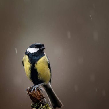 Beautiul Great Tit bird Parus Major on branch in Spring sunshine in garden