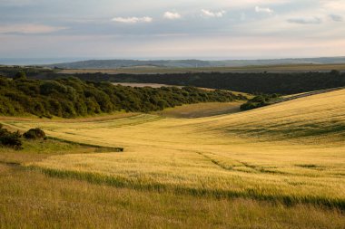 İngiliz kırsalında gün batımında arpa tarlasının güzel görüntüsü 