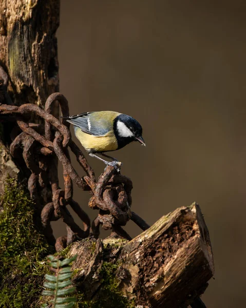 Beautiul Great Tit Bird Parus Major Rusty Chain Metal Post — Stockfoto