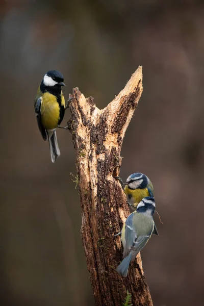 Beautiful Image Blue Tit Bird Cyanistes Caeruleus Branich Spring Sunshine — Stok fotoğraf