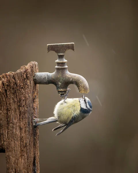 Bela Imagem Pássaro Azul Tit Cyanistes Caeruleus Poste Madeira Com — Fotografia de Stock