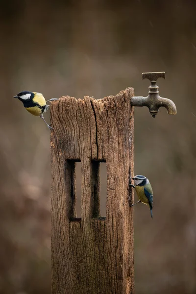 Beautiful Image Blue Tit Bird Cyanistes Caeruleus Wooden Post Rusty — Stock Fotó