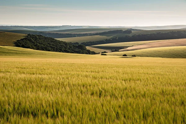 Schöne Spätsommernachmittagsbeleuchtung Über Sanften Hügeln Der Englischen Landschaft Mit Lebendigem — Stockfoto