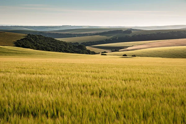 Belle Fin Été Lumière Après Midi Sur Les Collines Vallonnées — Photo