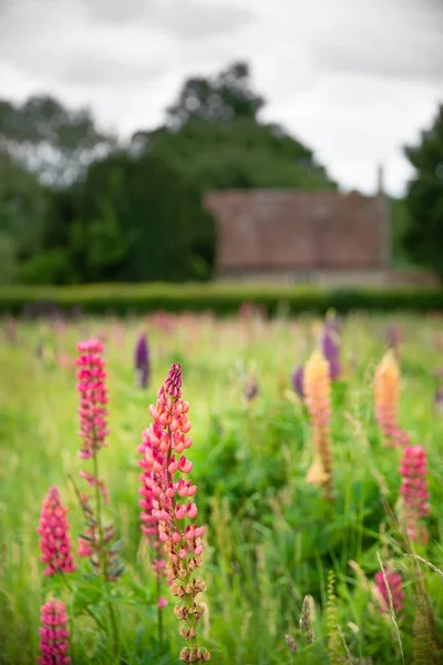 Belle Prairie Été Fleurs Lupin Vibrantes Dans Jardin Campagne Anglais — Photo