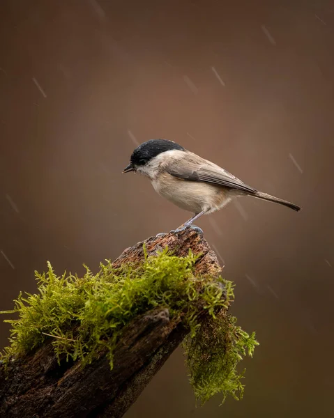 Beautiful Image Marsh Tit Bird Poecile Palustris Garden Branch Spring — 스톡 사진