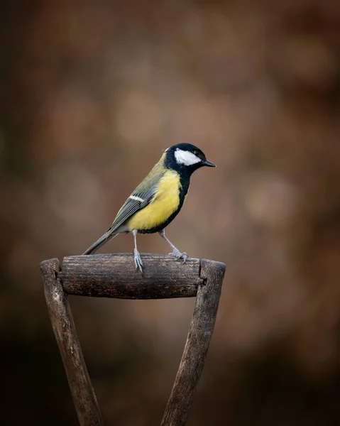 Beautiul Great Tit Bird Parus Major Garden Spade Handle Spring — 图库照片