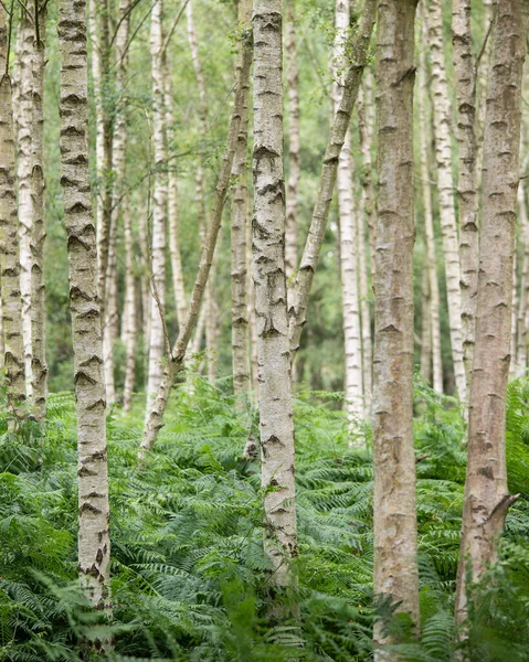 Prachtig Landschap Bosbeeld Van Zilveren Berkenbos Dat Zich Terugtrekt Verte — Stockfoto