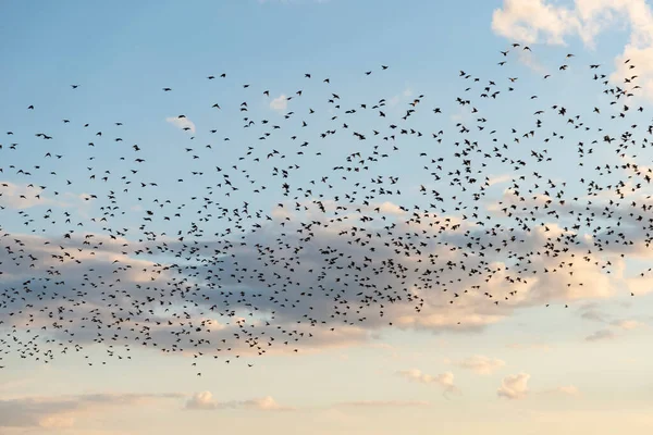 Superbe Image Une Exultation Alouettes Contre Ciel Coloré Coucher Soleil — Photo