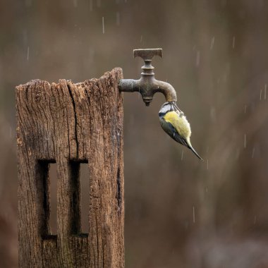 Beautiful image of Blue Tit bird Cyanistes Caeruleus on wooden post with rusty water tap in Spring sunshine and rain in garden