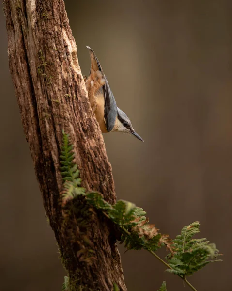 Nuthatch Bahçe Kuşu Sitta Europaea Bahar Güneşinde Ağaçta Dalda — Stok fotoğraf