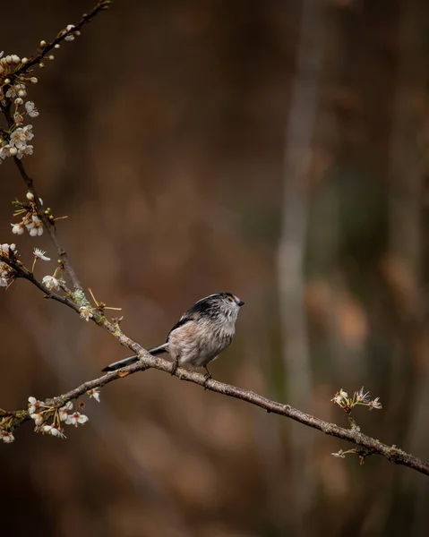 Beautiful Image Long Tailed Tit Bird Aegithalos Caudatus Branch Spring — Stock Fotó