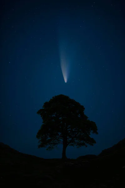 Digitale Composiet Afbeelding Van Neowise Comet Eenzame Boom Landschap Afbeelding — Stockfoto