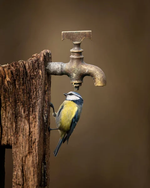 Beautiful Image Blue Tit Bird Cyanistes Caeruleus Wooden Post Rusty — Stock Photo, Image