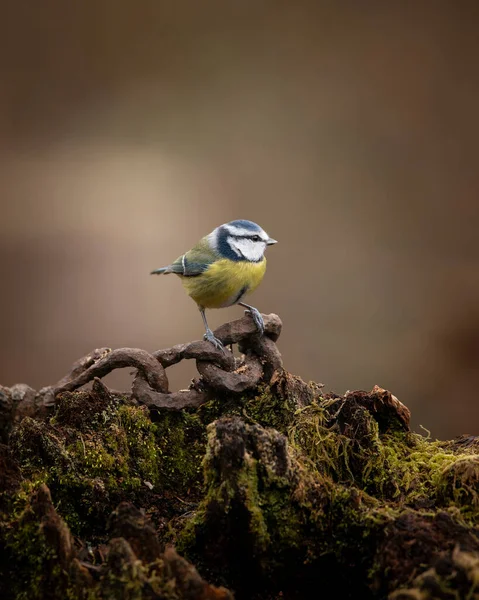 Beautiful Image Blue Tit Bird Cyanistes Caeruleus Rusty Chain Spring — 图库照片