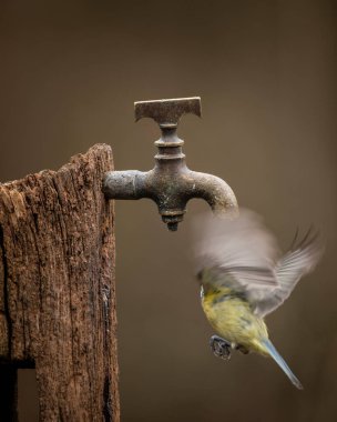 Beautiful image of Blue Tit bird Cyanistes Caeruleus on wooden post with rusty water tap in Spring sunshine and rain in garden