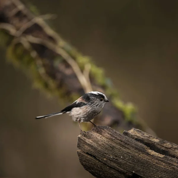 Beautiful Image Long Tailed Tit Bird Aegithalos Caudatus Branch Spring — Stockfoto