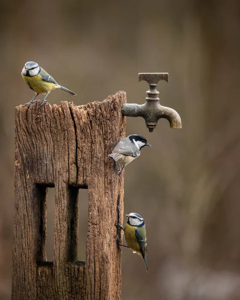 Beautiful Image Blue Tit Bird Cyanistes Caeruleus Wooden Post Rusty — Stock Fotó