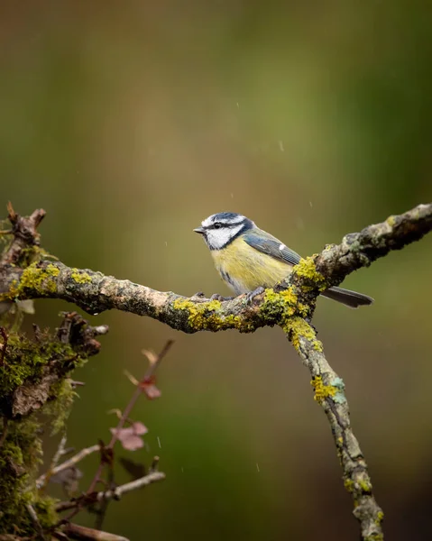 Beautiful Image Blue Tit Bird Cyanistes Caeruleus Branich Spring Sunshine — 图库照片