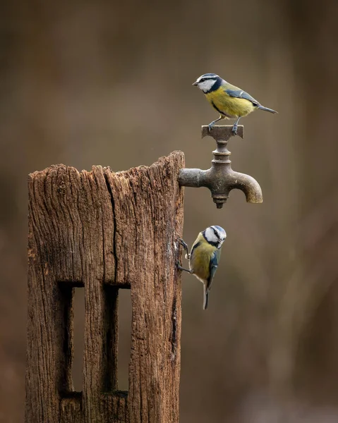 Beautiful Image Blue Tit Bird Cyanistes Caeruleus Wooden Post Rusty — Stock Fotó