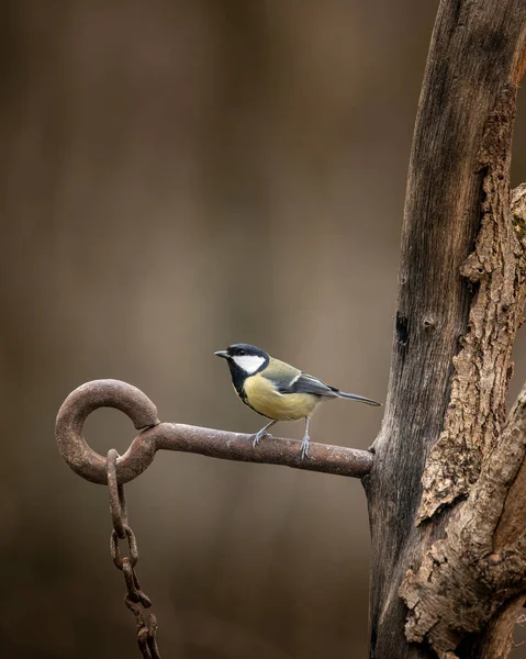 Beautiul Great Tit Bird Parus Major Rusty Chain Metal Post — Stockfoto