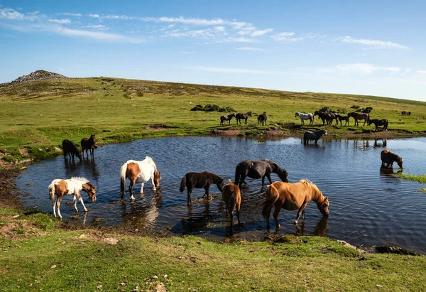 Güzel Dartmoor midillileri sıcak bir yaz günü Dartmoor 'da ferahlatıcı bir dalış yapar ve içerler.