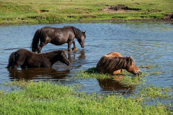 Vackra Dartmoor Ponnyer Ett Uppfriskande Dopp Och Dricka Varm Sommardag — Stockfoto