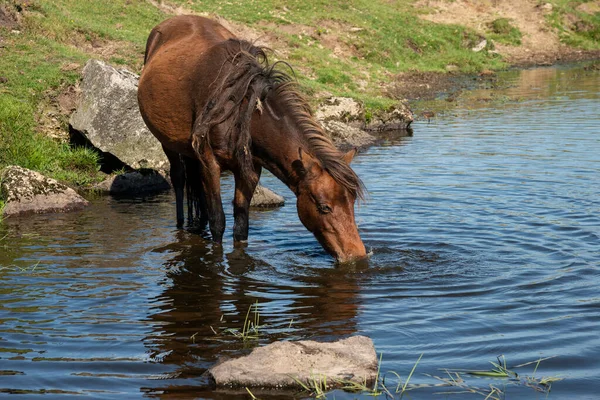 Vackra Dartmoor Ponnyer Ett Uppfriskande Dopp Och Dricka Varm Sommardag — Stockfoto