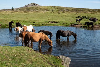 Güzel Dartmoor midillileri sıcak bir yaz günü Dartmoor 'da ferahlatıcı bir dalış yapar ve içerler.